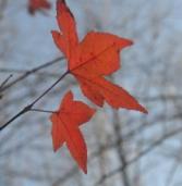 Compost your leaves this fall