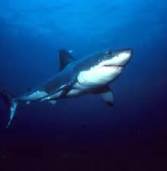 Prevent a Shark Attack by Avoiding Predatory Loans